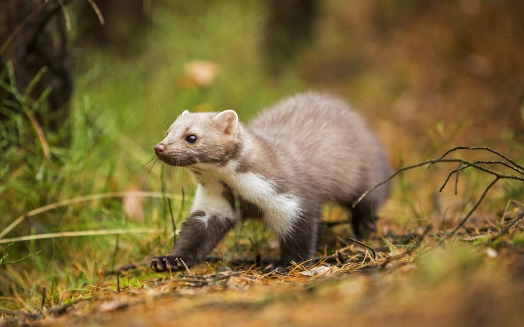 Marten attacks – And how to ward them off!